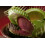 SAFLAX - Venus atrapamoscas - 10 semillas - Dionaea 2