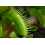 SAFLAX - Venus atrapamoscas - 10 semillas - Dionaea 4