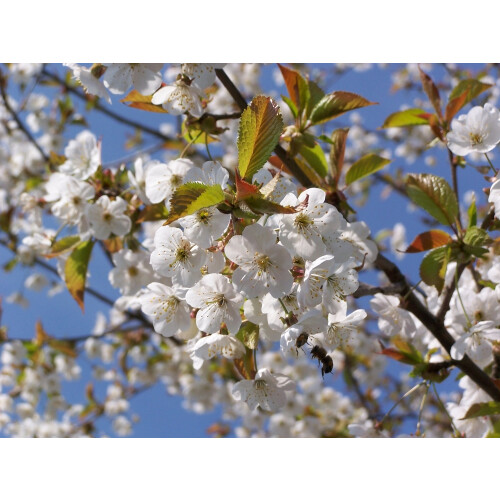 SAFLAX  - Vogelkirsche - Prunus - 10 Samen - Mit Substrat 2