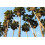 SAFLAX  - Fächerpalme - Washingtonia - 12 Samen - Mit Substrat 4
