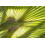 SAFLAX  - Fächerpalme - Washingtonia - 12 Samen - Mit Substrat 5