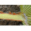 SAFLAX  - Fächerpalme - Washingtonia - 12 Samen - Mit Substrat 6