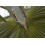 SAFLAX  - Fächerpalme - Washingtonia - 12 Samen - Mit Substrat 3