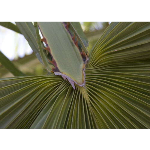 SAFLAX  - Fächerpalme - Washingtonia - 12 Samen - Mit Substrat 2