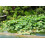 SAFLAX  - Lotusblume - Nelumbo - 8 Samen - Mit Substrat 8
