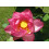 SAFLAX  - Lotusblume - Nelumbo - 8 Samen - Mit Substrat 7