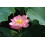 SAFLAX  - Lotusblume - Nelumbo - 8 Samen 4