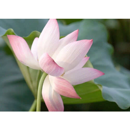 SAFLAX  - Lotusblume - Nelumbo - 8 Samen 1