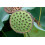 SAFLAX  - Lotusblume - Nelumbo - 8 Samen 5