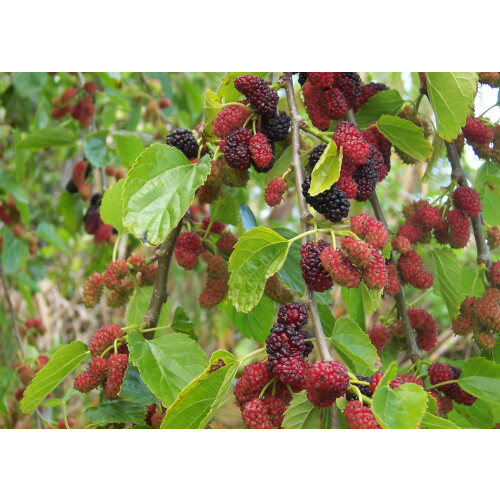 SAFLAX  - Weißer Maulbeerbaum - Morus - 200 Samen 2