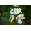 SAFLAX  - Weißer Orchideenbaum - Bauhinia - 5 Samen 2