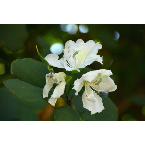 SAFLAX  - Weißer Orchideenbaum - Bauhinia - 5 Samen 1