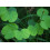 SAFLAX  - Weißer Orchideenbaum - Bauhinia - 5 Samen 4