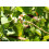SAFLAX  - Weißer Orchideenbaum - Bauhinia - 5 Samen 3