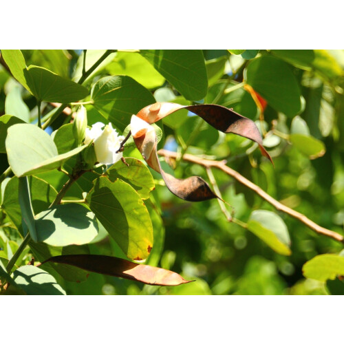SAFLAX  - Weißer Orchideenbaum - Bauhinia - 5 Samen 2