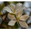 SAFLAX  - Weißer Orchideenbaum - Bauhinia - 5 Samen 6