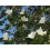 SAFLAX  - Weißer Orchideenbaum - Bauhinia - 5 Samen 7