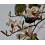 SAFLAX  - Weißer Orchideenbaum - Bauhinia - 5 Samen - Mit Substrat 6