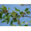 SAFLAX  - Weißer Maulbeerbaum - Morus - 200 Samen - Mit Substrat 8
