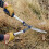 Spear & Jackson Spear & Jackson 8110RS Razorsharp Notched Hedge Shear, Blue 3