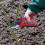 Spear & Jackson Spear & Jackson 6059BS Razorsharp Advantage Medium Bypass Pruning Shear, Blue 2