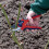 Spear & Jackson Spear & Jackson 6059BS Razorsharp Advantage Medium Bypass Pruning Shear, Blue 3