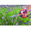 Spear & Jackson Spear & Jackson 4352MS Razorsharp Multi Scissors 3
