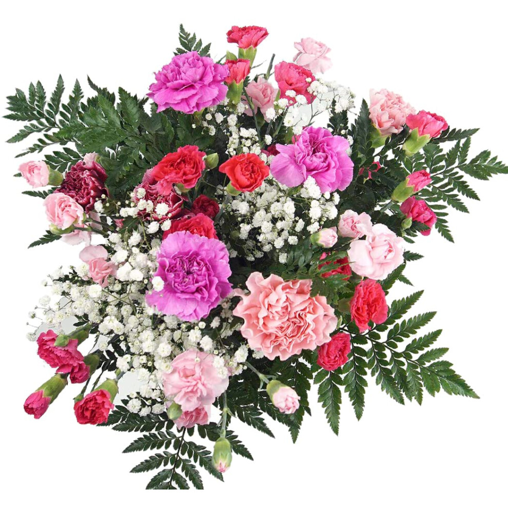 Homeland Florists Flowers Delivery Next Day Prime UK - Pink Mixed Carnation Bouquet - Long Lasting & Pretty Bunch Delivered for Mothers Day or-image-OPC-PHC9BBK-NEW