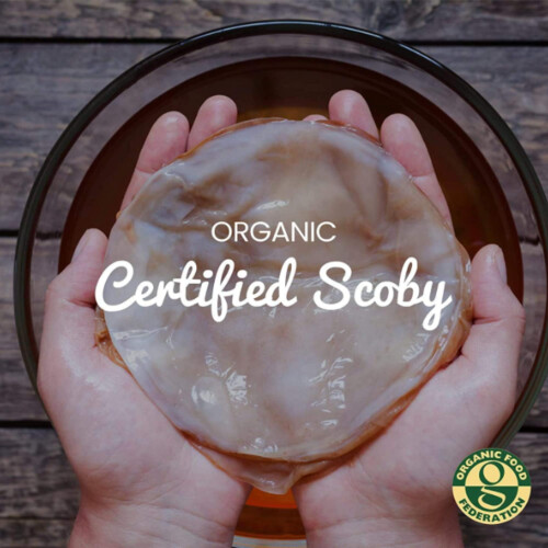Organic Kombucha Scoby 2 Litre 1