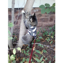 Mynwood Cat Jacket/Harness Arctic Combat Adult Cat