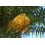 SAFLAX  - Dattelpalme - Phoenix - 25 Samen 3
