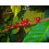 SAFLAX  - Zwergkaffee - Coffea - 8 Samen 6