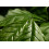 SAFLAX  - Zwergkaffee - Coffea - 8 Samen - Mit Substrat 3