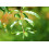 SAFLAX  - Zwerg - Granatapfel - Punica - 50 Samen 5