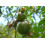 SAFLAX  - Zwerg - Granatapfel - Punica - 50 Samen 4