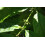 SAFLAX  - Zwergkaffee - Coffea - 8 Samen - Mit Substrat 5