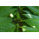 SAFLAX  - Zwergkaffee - Coffea - 8 Samen - Mit Substrat 4