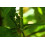 SAFLAX  - Zwergkaffee - Coffea - 8 Samen - Mit Substrat 6