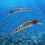Köder mit Propeller Topwater Angelköder Kunstköder Elektronischer Fisch Automatischer Schwimmköder 4