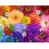 Ceaco - Flower Spectrum - 300 Oversized Piece Jigsaw Puzzle 1