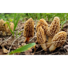 Mycélium De Morille Blonde - Kit De Culture Champignons