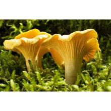 Mycélium De Girolle Jaune - Kit De Culture Champignons
