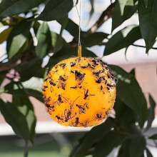 Pièges De Papillon Collant Jaune Pour Une Utilisation Intérieure De Capture D'insectes, Lavables À La Main, Idéal Pour Les Jardins Et Les Pelouses