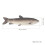 1pc Simulation Fish Ornament Desktop Adornment Artificial Fish Plaything 4