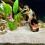 3Pcs Floating Aquatic Creature Decors Ceramic Floating Decors for Fish Tank 3