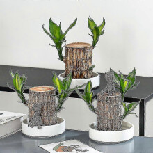 New Groot Green Plant Brazilian Wood Water Raise Lucky Wood Potted Small Tree People fast