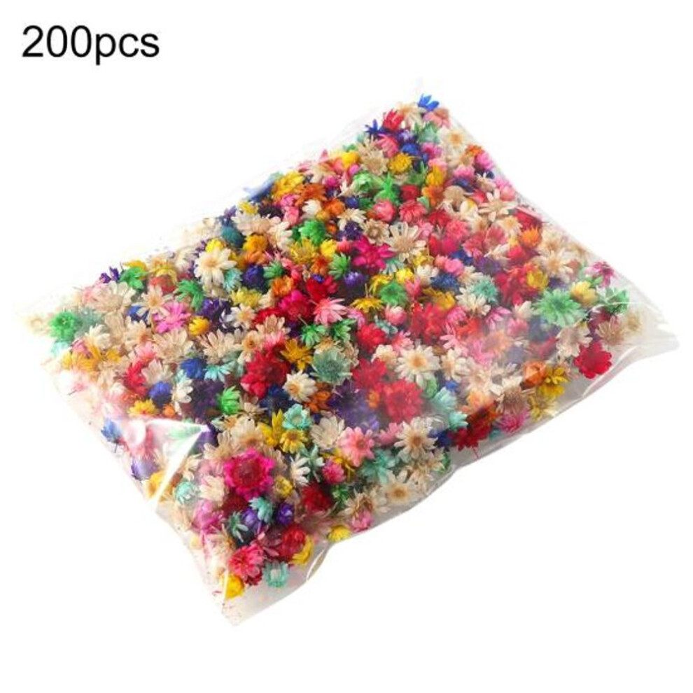 (multicolor) 200pcs Preserved Flower Eye-catching Bright-colored Long Lasting Stylish Visual Effect Dried Flower Display For Diy
