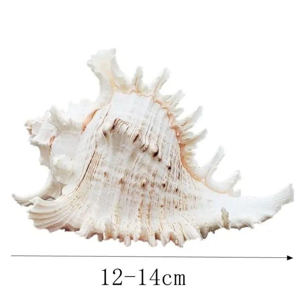 (12-14cm) Diy Natural Large Conch Shell Large Conch Shells Crafts Statue Fish Tank Decor  Home