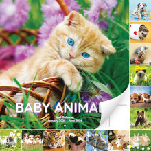 Super Cute 18 Month Baby Animals Wall Calendar 2025-2026. Big 12x12 Inch Novelty Gift With Puppies  Kittens and More. Great for Men  Women or Kid