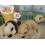 Petz Nursery 2 - Nintendo DS (Renewed) 4